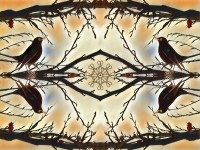 Blackbird kaleidoscope